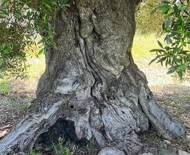 Vendita terreno agricolo