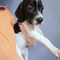 Pointer cuccioli PEDIGREE