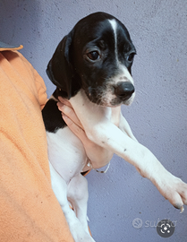 Pointer cuccioli PEDIGREE