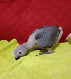 Pappagallo cenerino