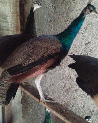Pavone blu