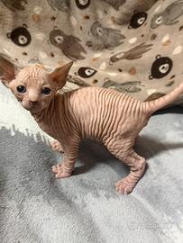 Cuccioli Canadian Sphynx