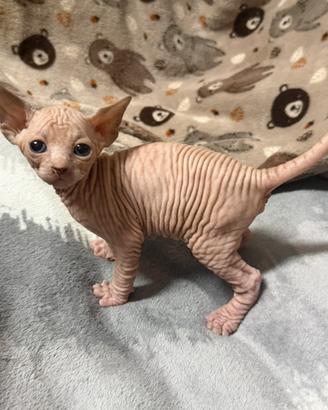 Cuccioli Canadian Sphynx