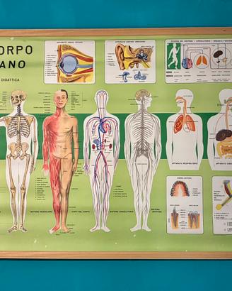 Carta scolastica vintage corpo umano Vallardi