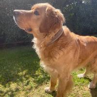 Cucciolone Golden Retrive