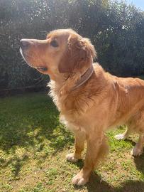 Cucciolone Golden Retrive