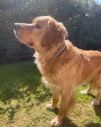 Cucciolone Golden Retrive