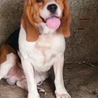 Stallone Beagle