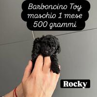 Ultimo Barboncino Toy maschio nero