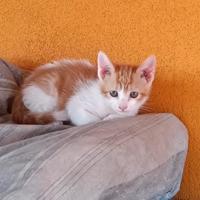 5 gattini da adottare