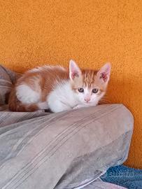 5 gattini da adottare