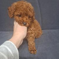 Cucciola Barboncino Toy