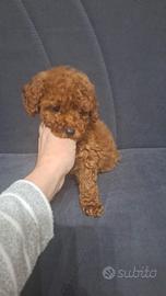 Cucciola Barboncino Toy