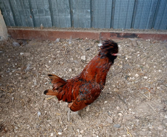 Gallo padovano e moroseta