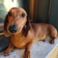 Bassotto arlecchino pelo corto