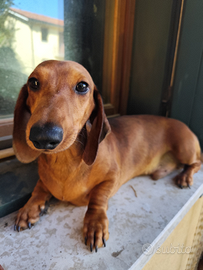 Bassotto arlecchino pelo corto