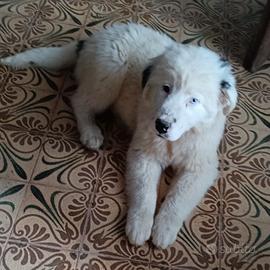 Cuccioli Terranova inc