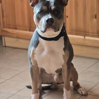 Pitbull ukc disponibile per monta