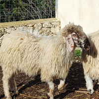 Barbaresca Agrigento