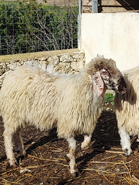 Barbaresca Agrigento