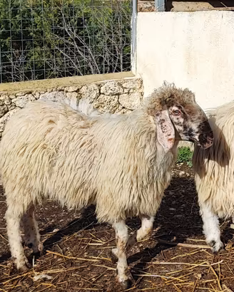 Barbaresca Agrigento