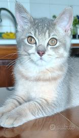 gattino British 