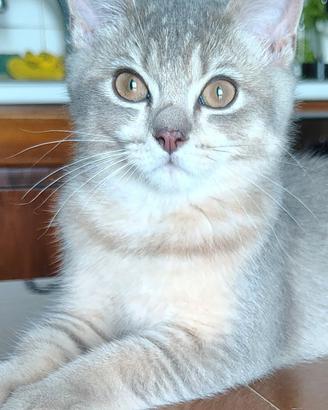 gattino British 
