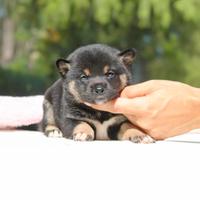 Cucciolina femmina di Shiba Inu nero focato