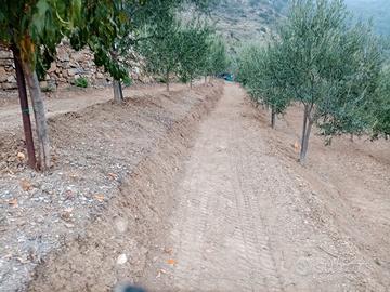 Vendita Oliveto