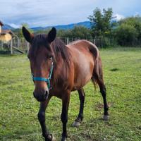 Cavalla incrocio maremmano psi