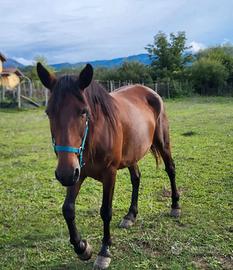 Cavalla incrocio maremmano psi
