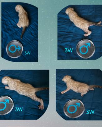 cuccioli di gatto Bengala Snow Lynx prenotabili.