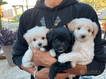 Pomapoo