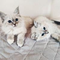 Gattini Siberiani Purissimi con Pedigree