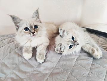 Gattini Siberiani Purissimi con Pedigree