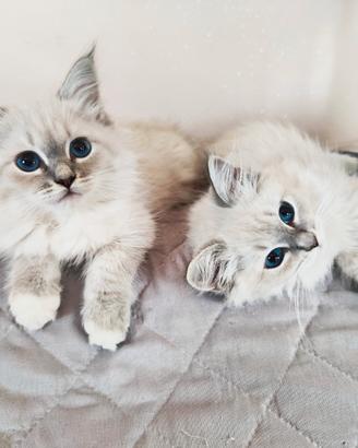 Gattini Siberiani Purissimi con Pedigree