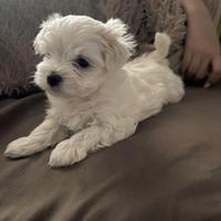 Maltese