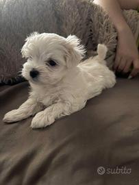 Maltese