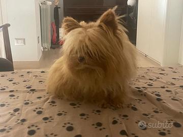 Pomerania- avanese mix