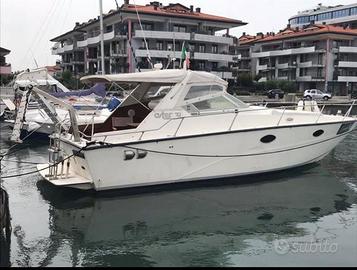 Fiart aster 31