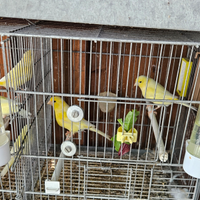 Canarini Malinois coppia