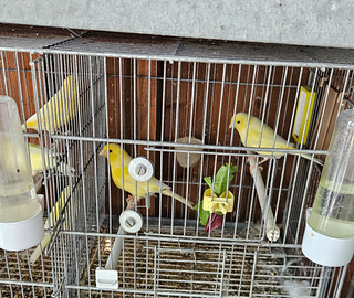 Canarini Malinois coppia