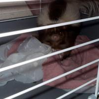 Puzzola americana addestrata