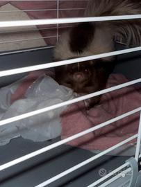 Puzzola americana addestrata