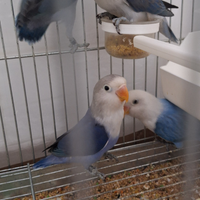 Agapornis fischeri (inseparabile)