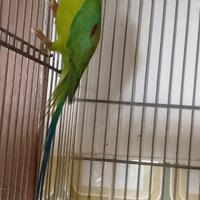 Parrocchetto testa di prugna