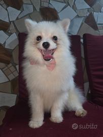 Spitz pomerania