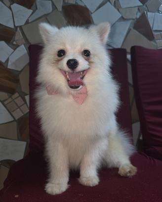 Spitz pomerania