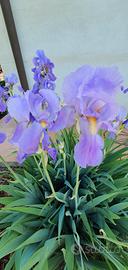 6 rizomi di Iris Pallida