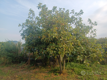 Terreno agricolo